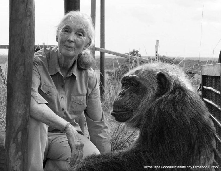 13/03/2010 Nueva edición de 'Mujeres de Ciencia'
COMUNIDAD VALENCIANA ESPAÑA EUROPA VALENCIA SOCIEDAD
THE JANE GOODALL INSTITUTE / FERNANDO TURMO